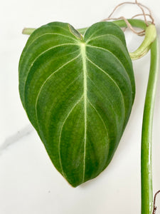 Philodendron Melanochrysum