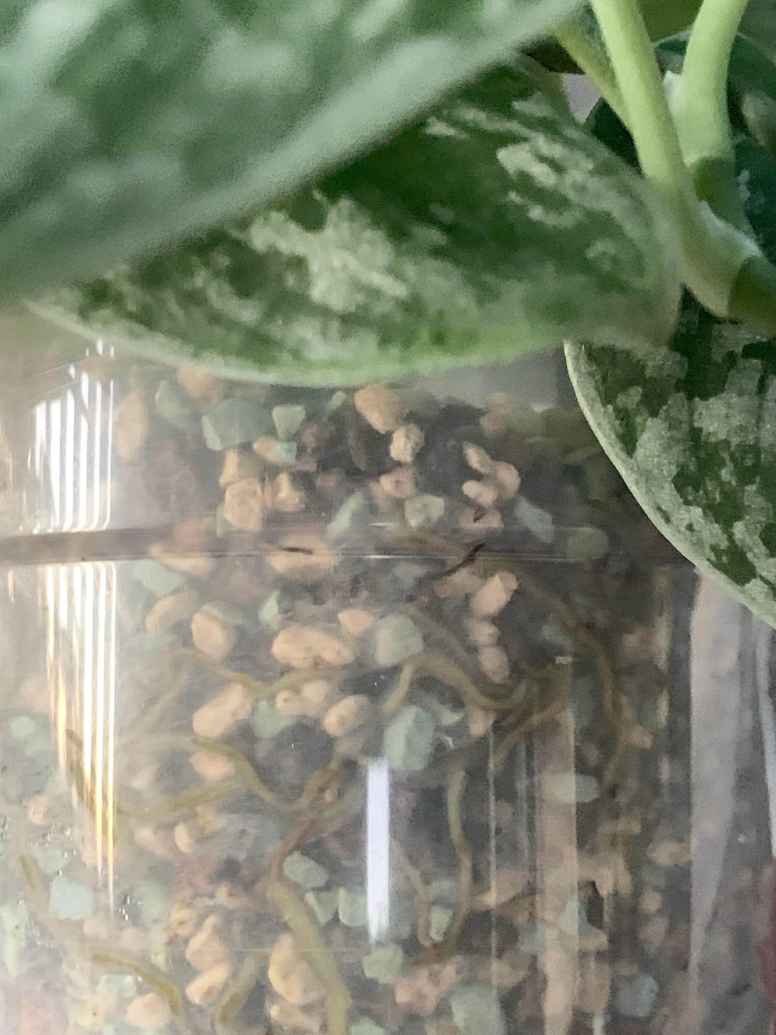 pothos in pon Lechuza Pon Soil Alternative Substrate – The Indoor Oasis NZ