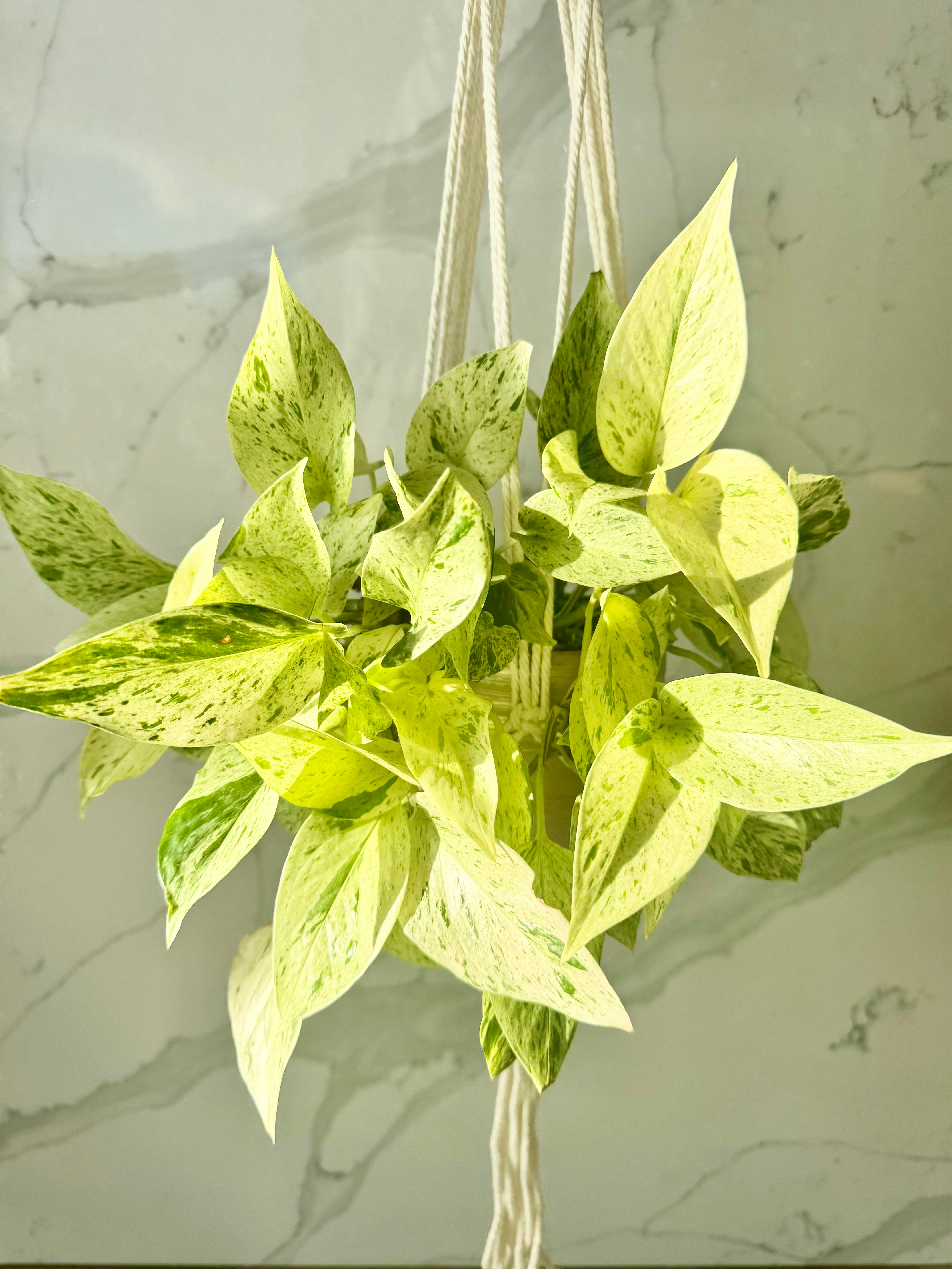 Boho Weave Macrame Plant Hanger