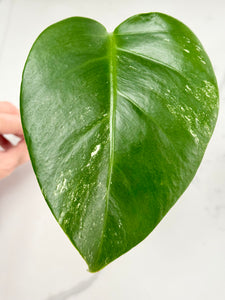 Variegated Monstera Borsigiana Albo