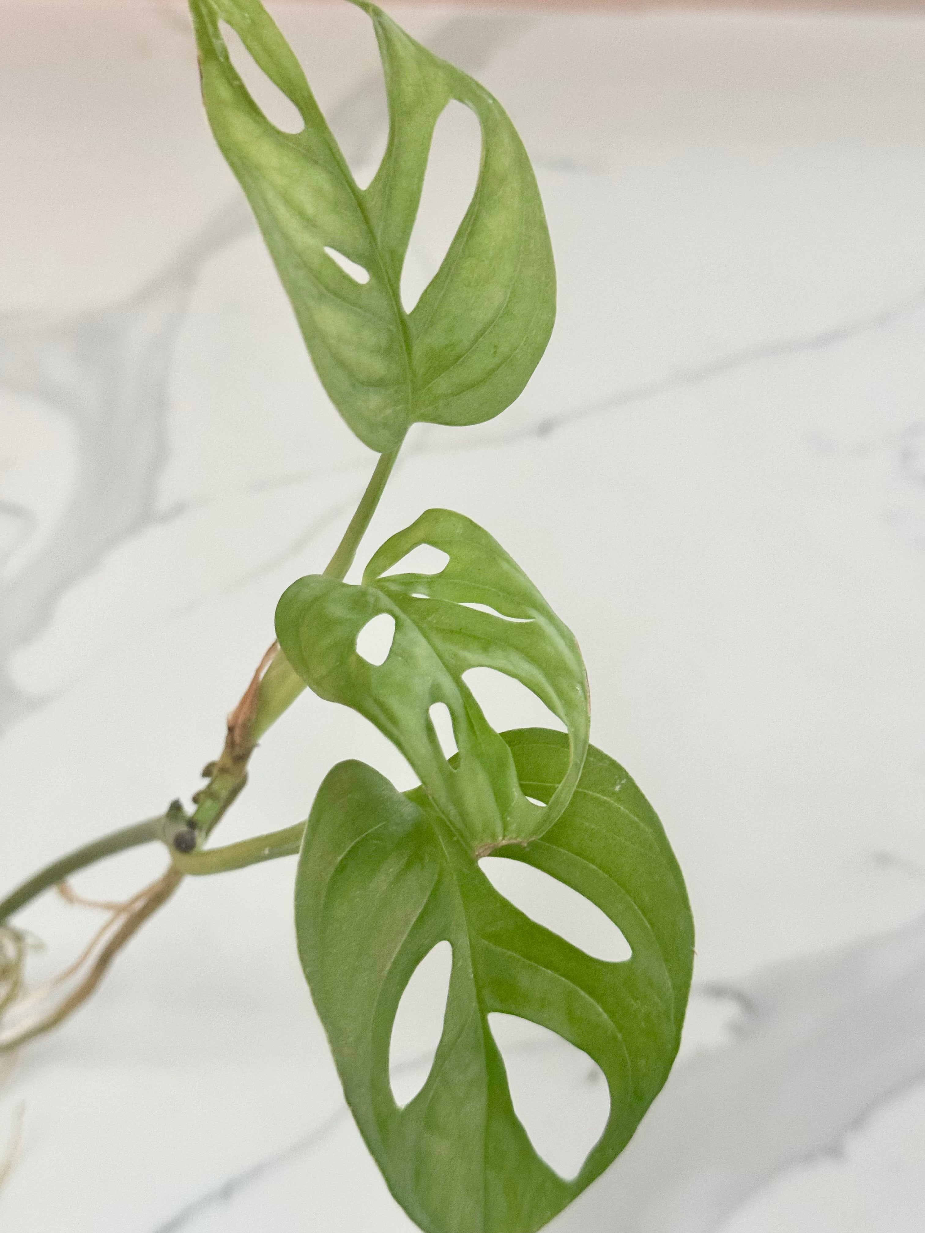 Monstera Adansonii Swiss Cheese