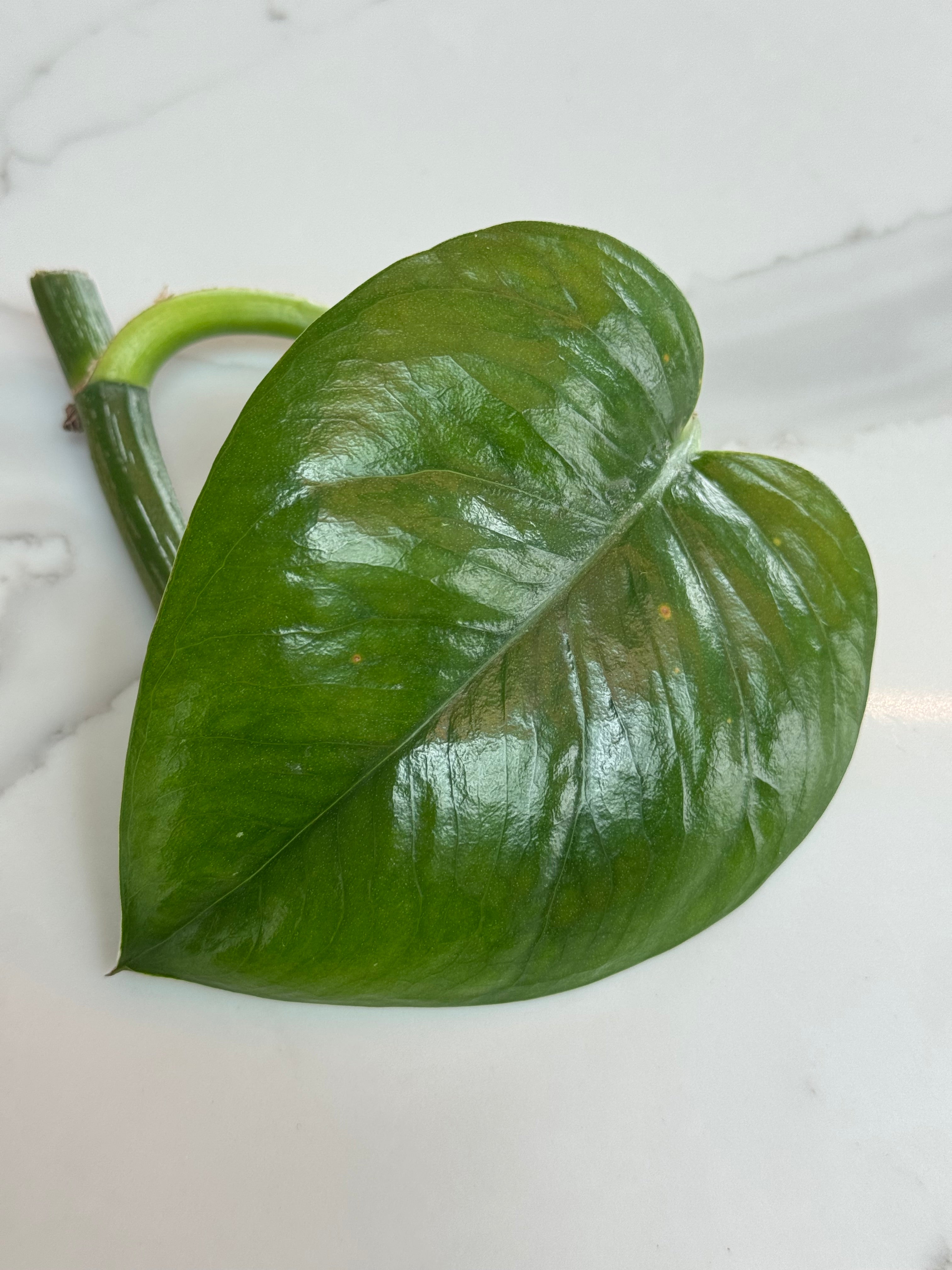 Green Emerald Pothos