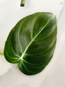 Philodendron Melanochrysum
