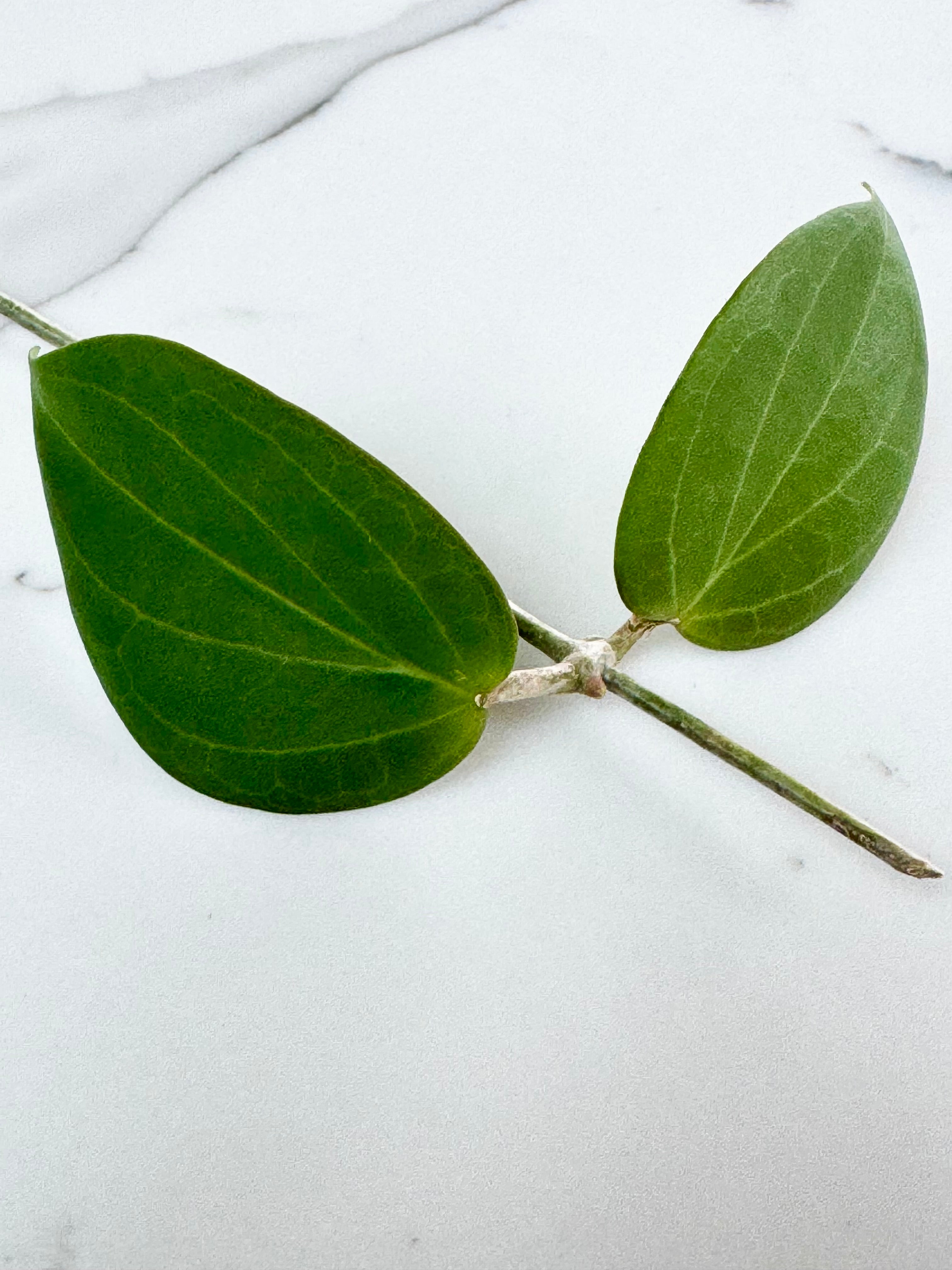 Hoya Nicholsoniae
