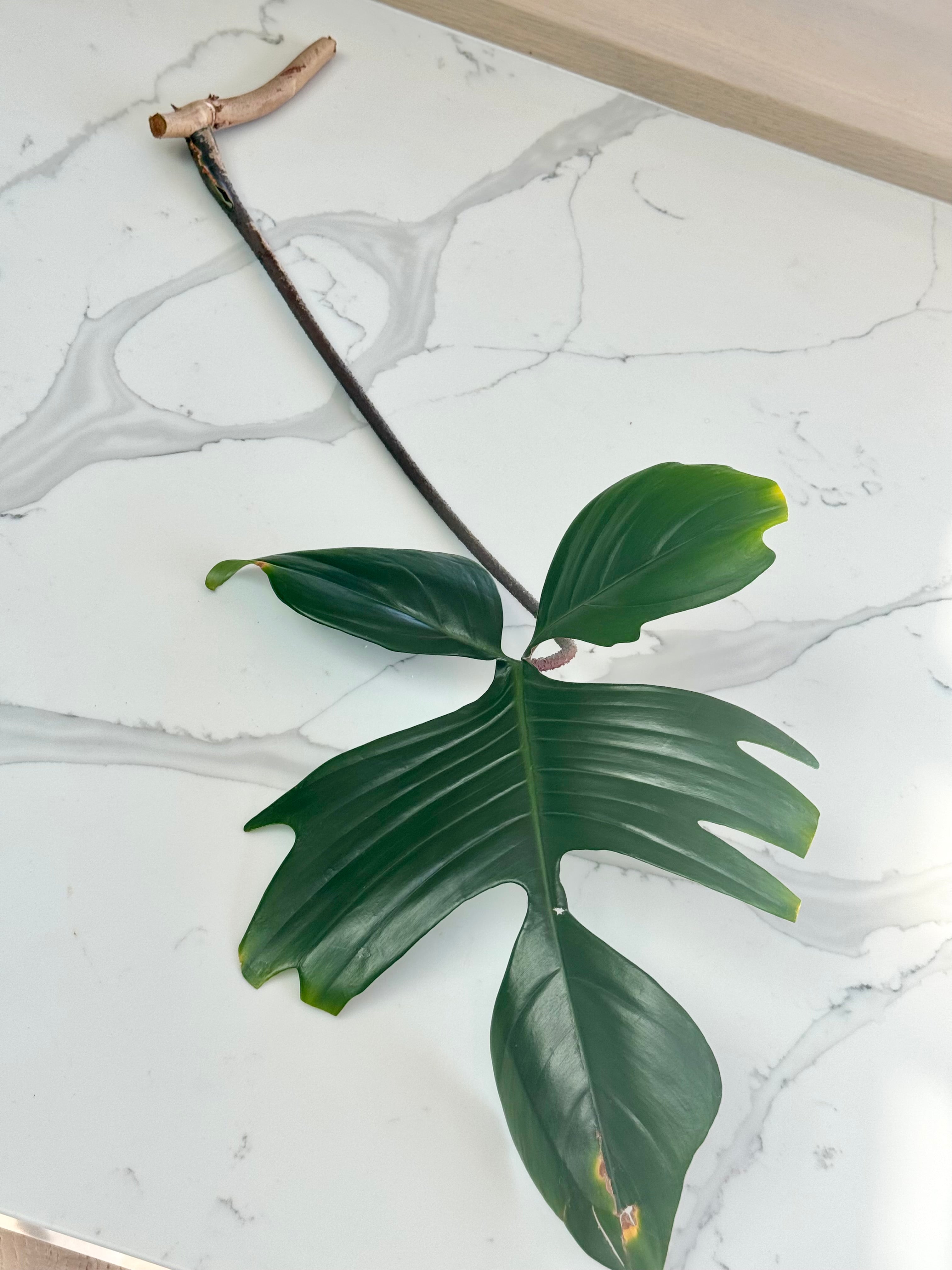 Philodendron Rudolph