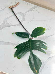 Philodendron Rudolph