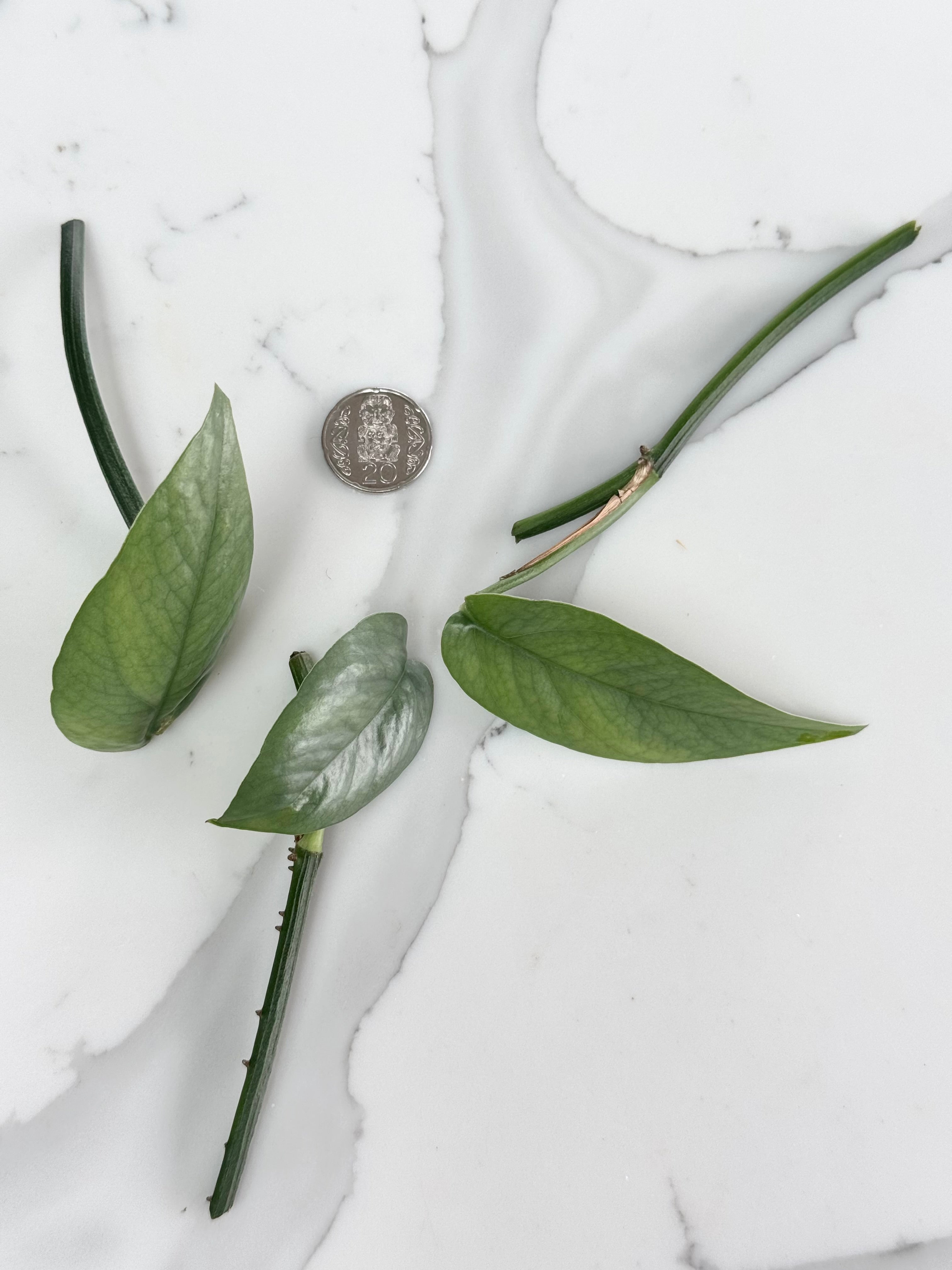 Cebu Blue Pothos bundle