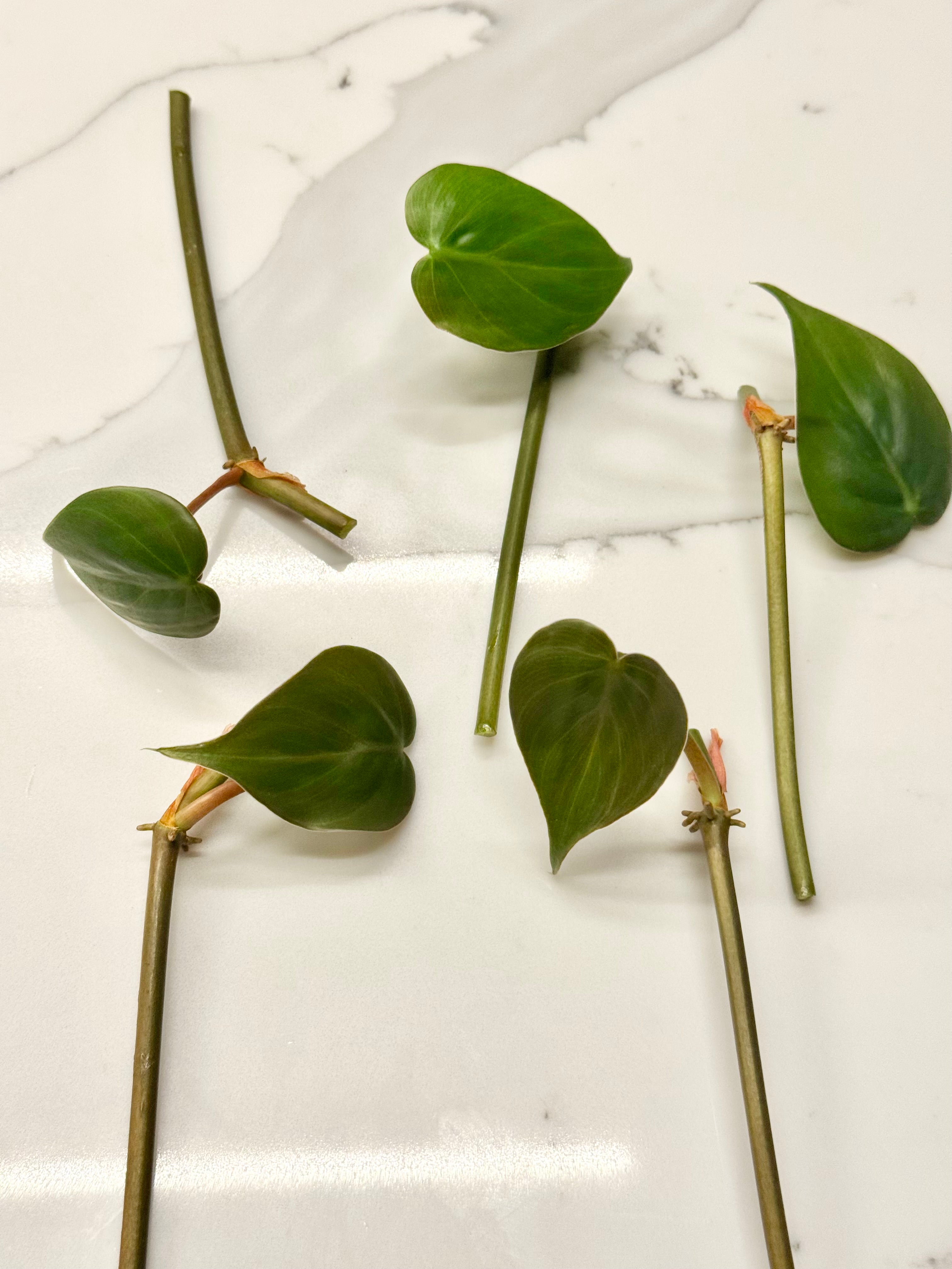 Philodendron Heartleaf bundle