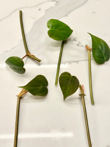 Philodendron Heartleaf bundle