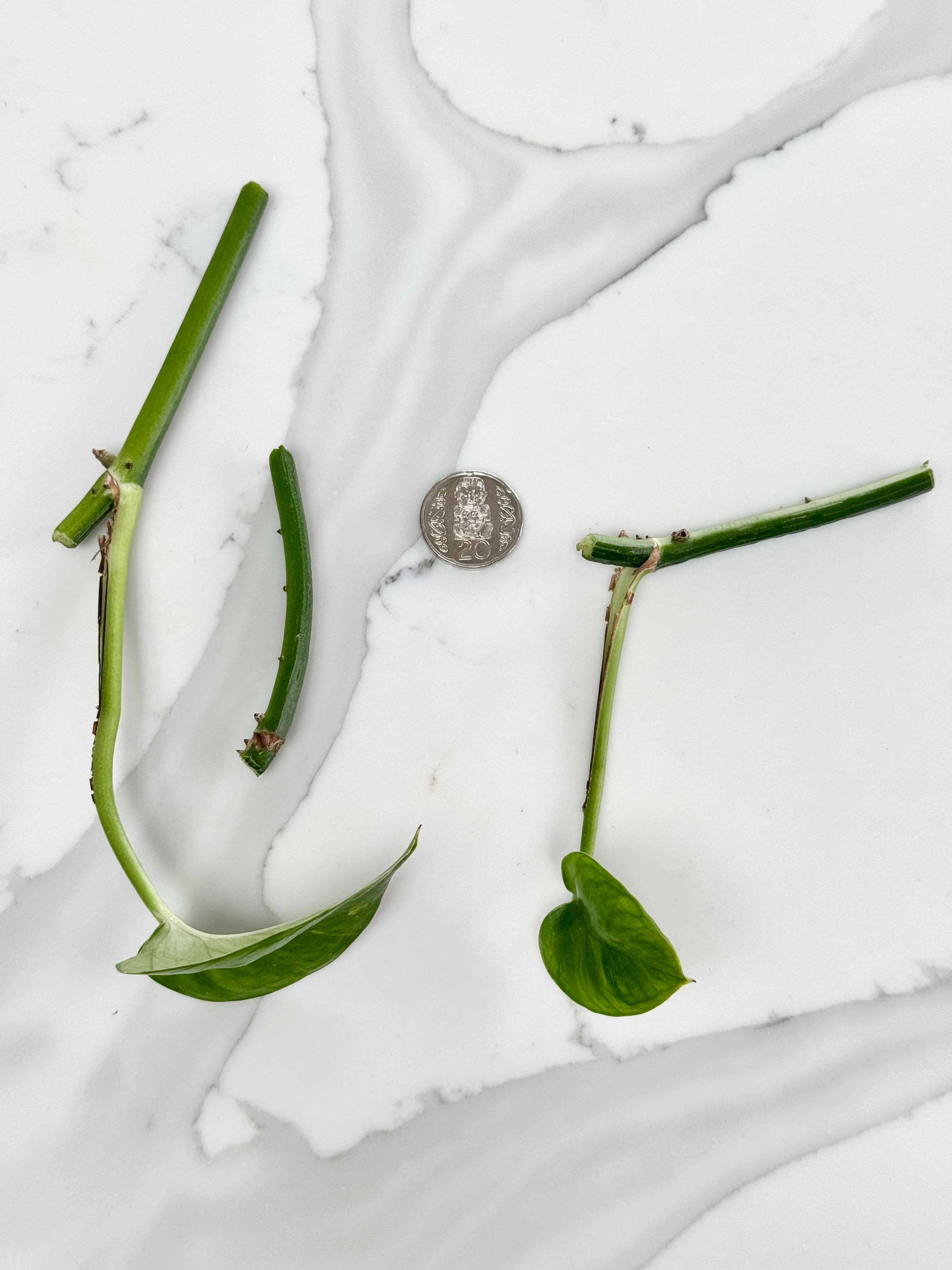 Green Emerald Pothos bundle