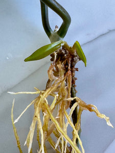 Hoya Pubicalyx Splash
