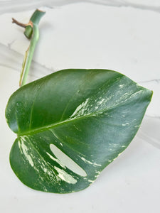 Variegated Monstera Borsigiana Albo