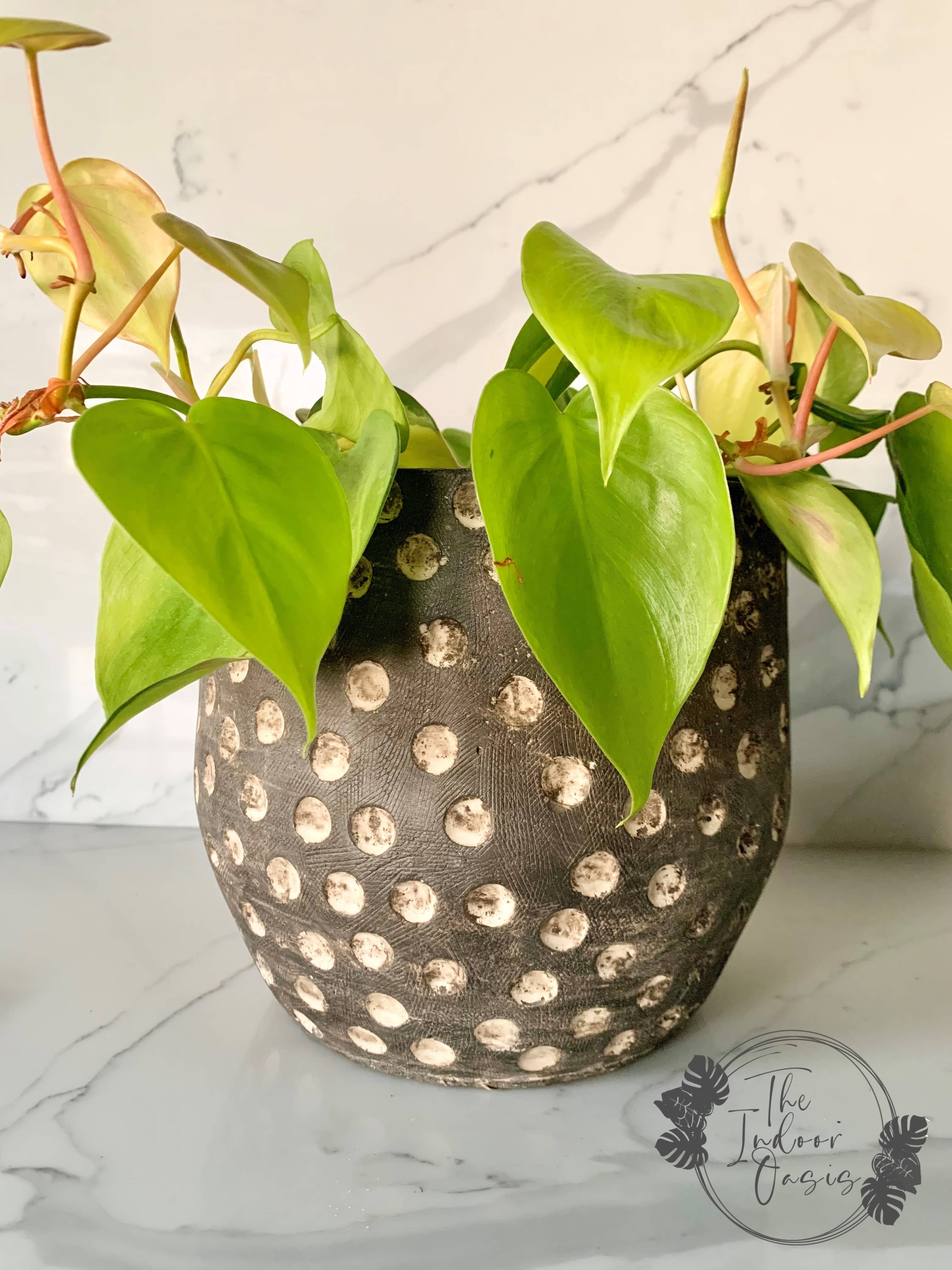 indoor plant pots nz Cassidy Textured Cement Planter Pot Dotted – The Indoor Oasis NZ