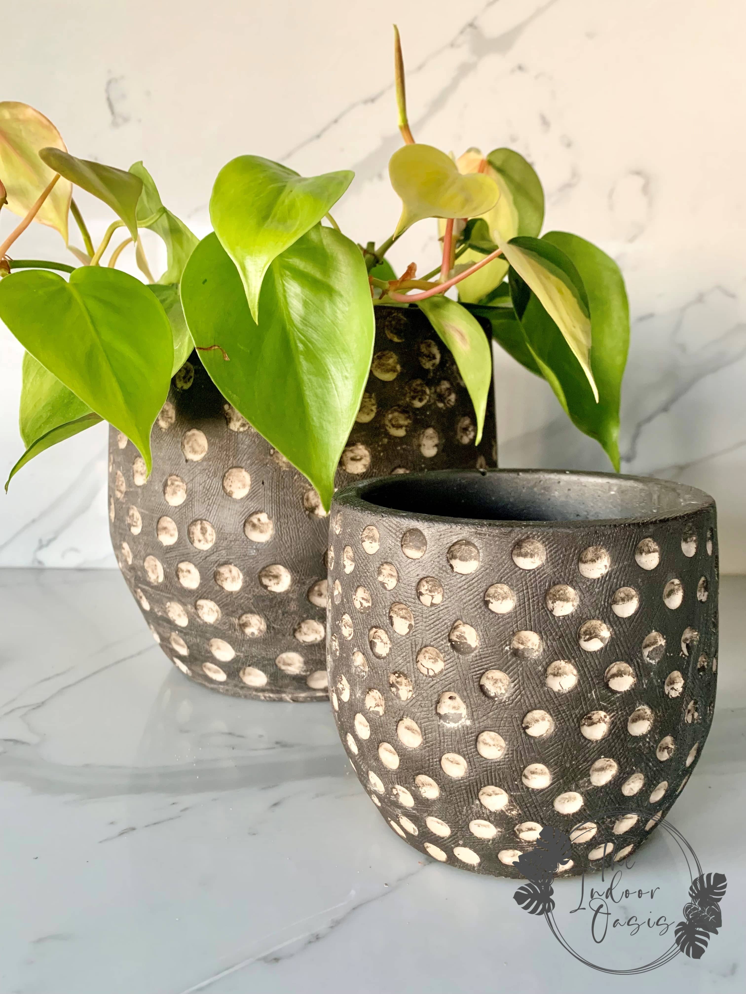 indoor plant pots nz Cassidy Textured Cement Planter Pot Dotted – The Indoor Oasis NZ