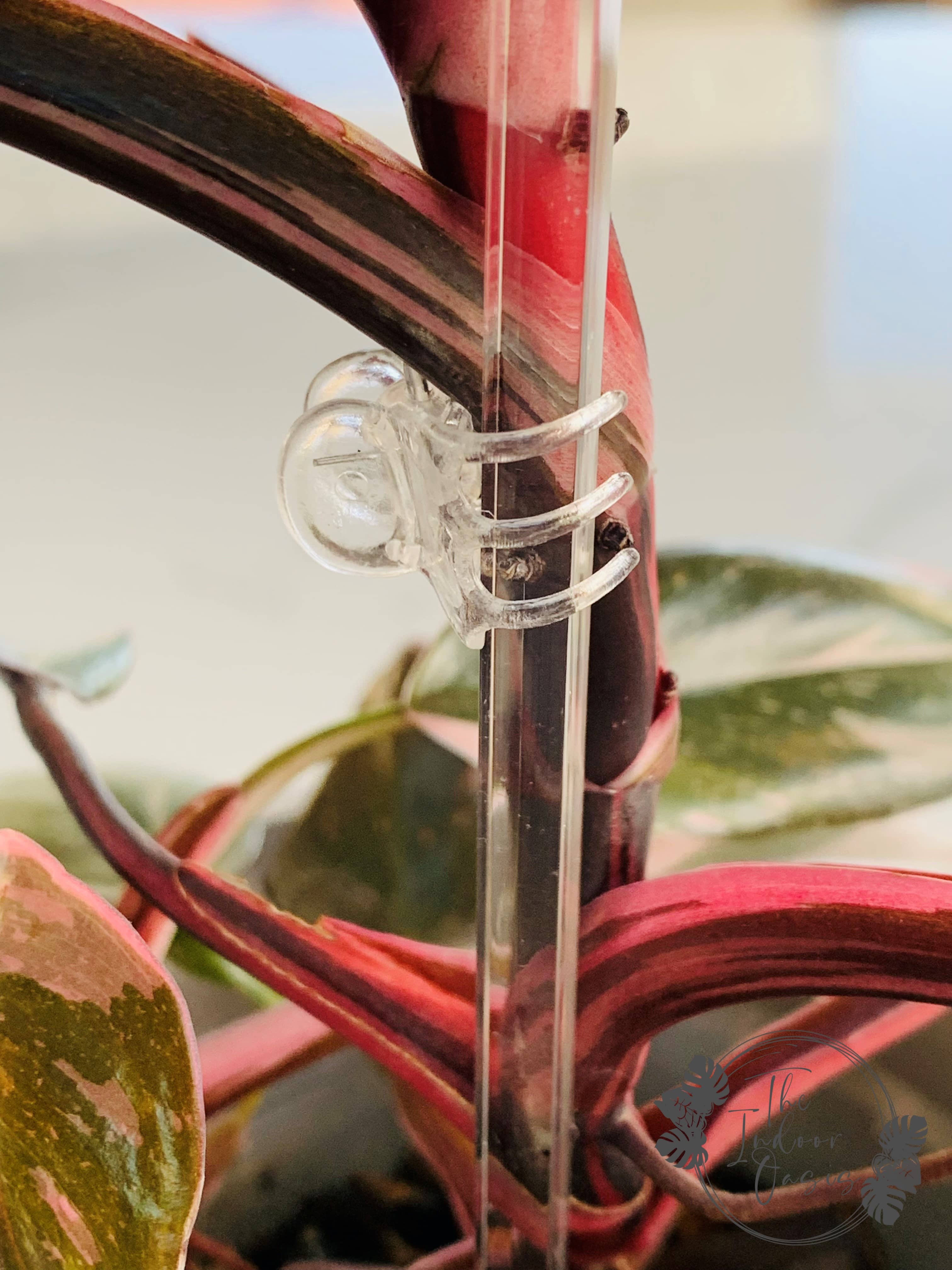 Clear Acrylic Plant Support Stake with Clear Plant Clip The Indoor Oasis NZ