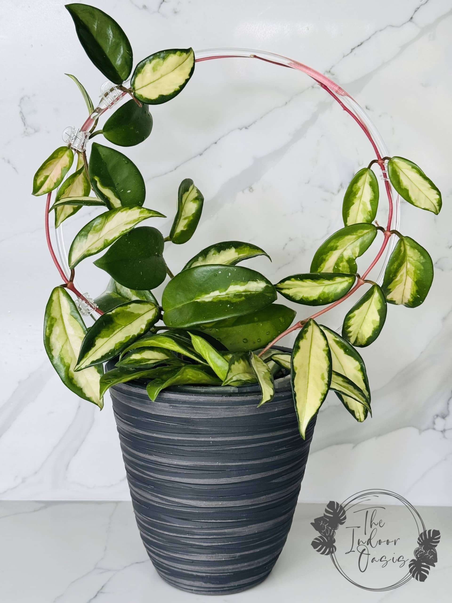 Clear Acrylic Round Plant Trellis The Indoor Oasis NZ