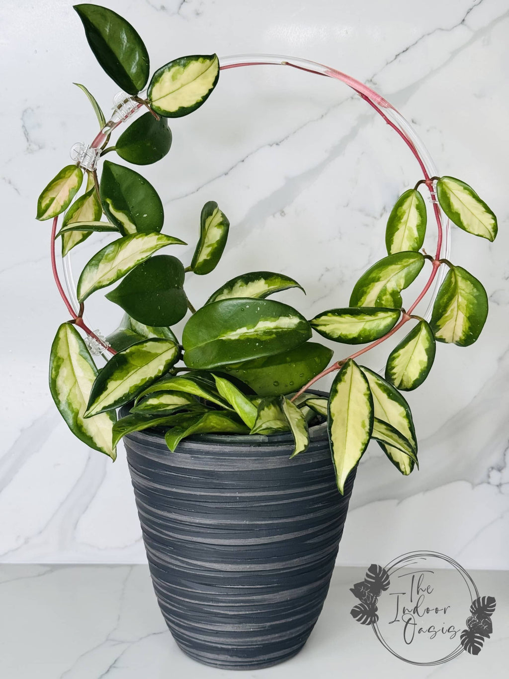 Clear Acrylic Round Plant Trellis The Indoor Oasis NZ