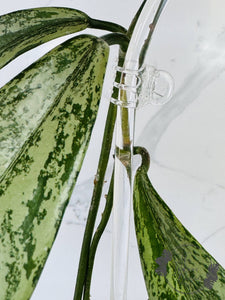 Clear Acrylic Plant Arch Trellis detail NZ
