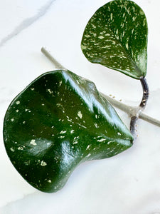 Hoya Obovata Chimera