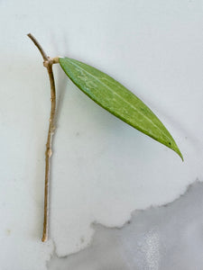 Hoya Verticillata (Hoya Acuta)