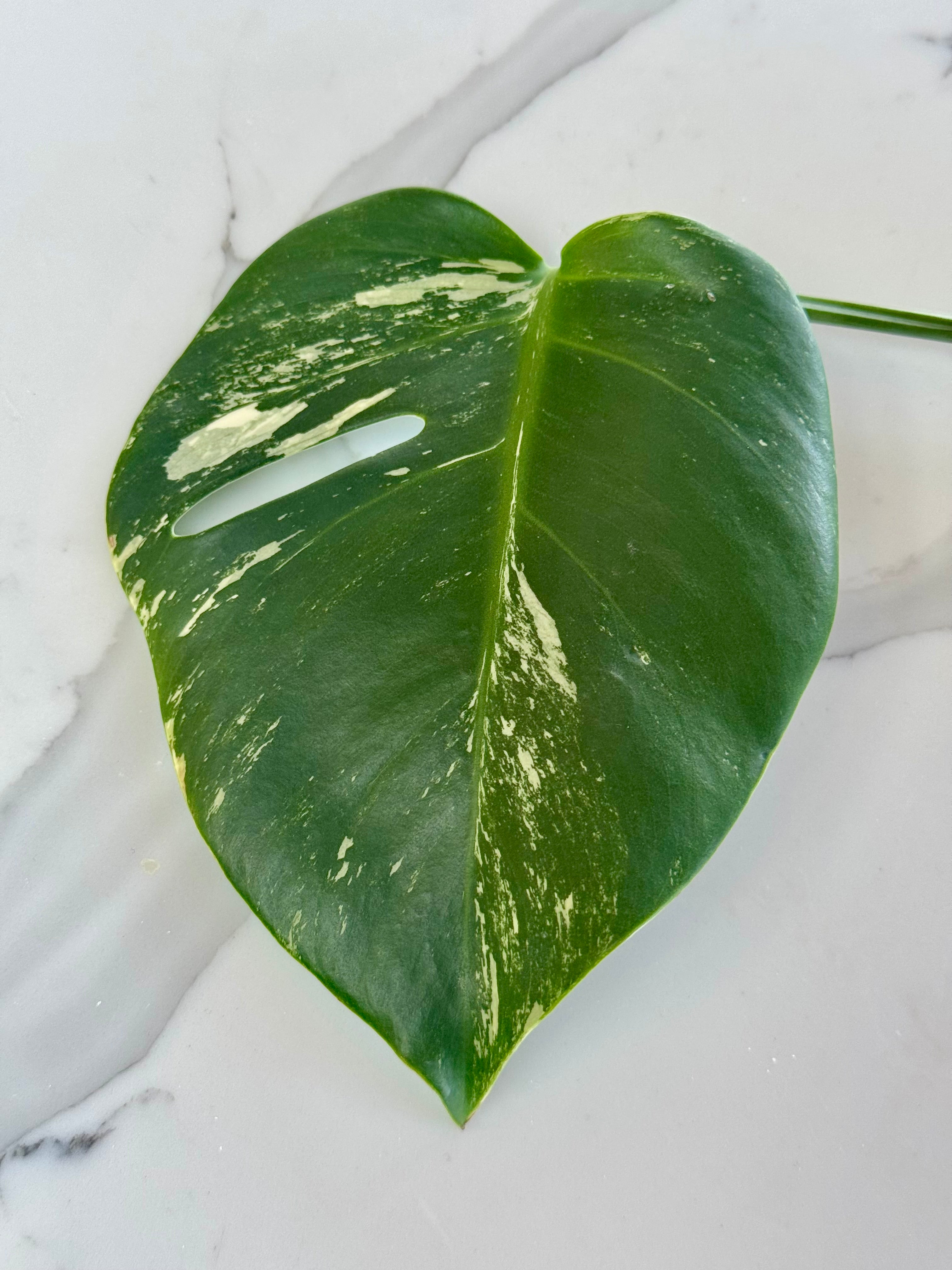 Variegated Monstera Borsigiana Albo