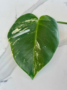 Variegated Monstera Borsigiana Albo
