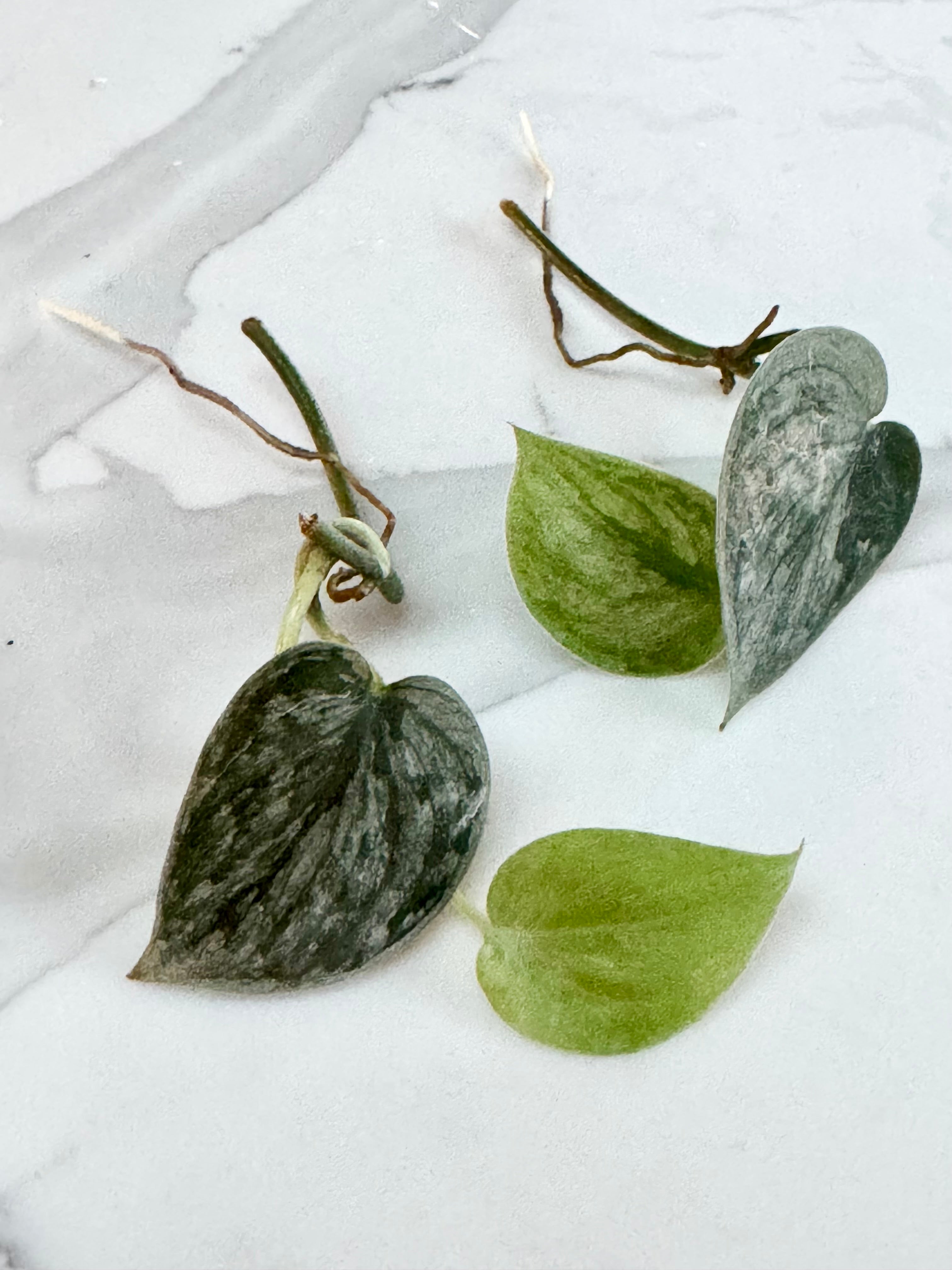 Scindapsus Pictus ‘Silvery Ann’ bundle