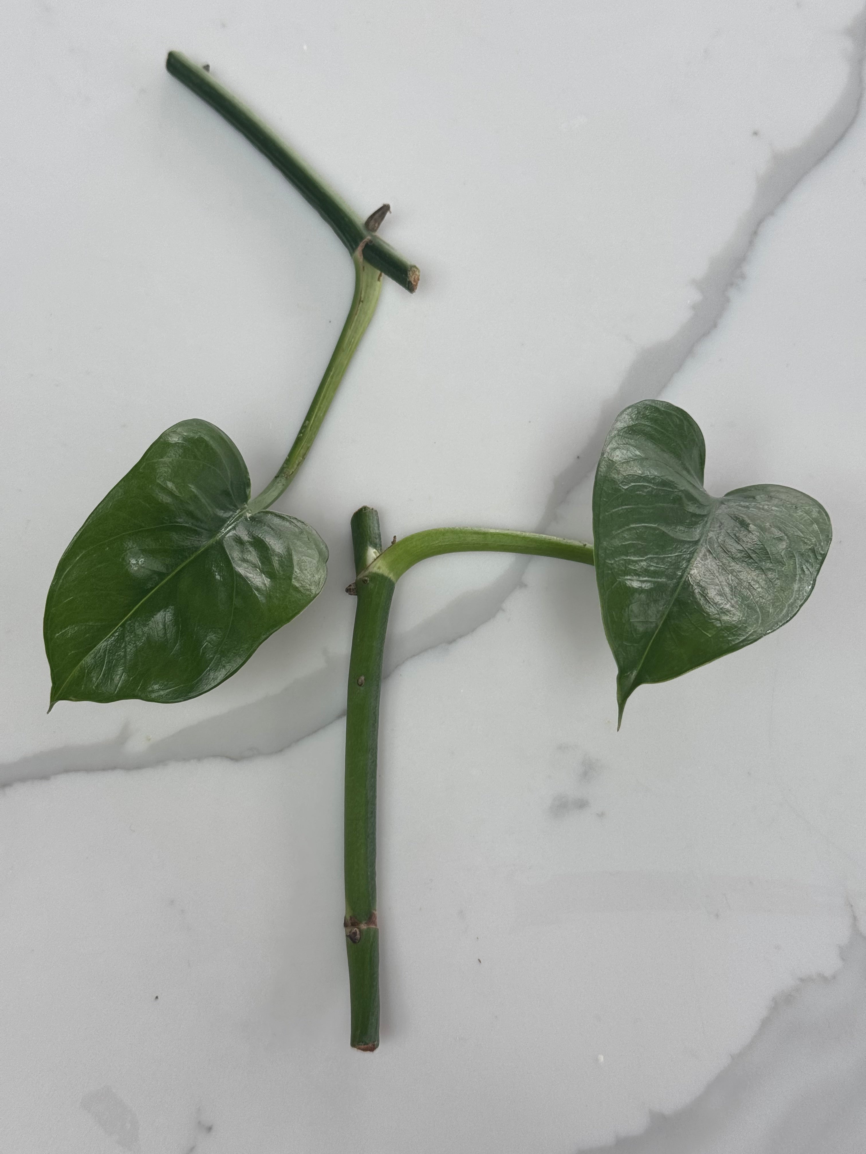 Green Emerald Pothos bundle