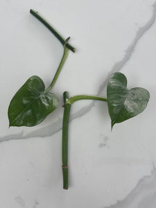 Green Emerald Pothos bundle