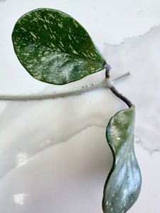 Hoya Obovata Chimera