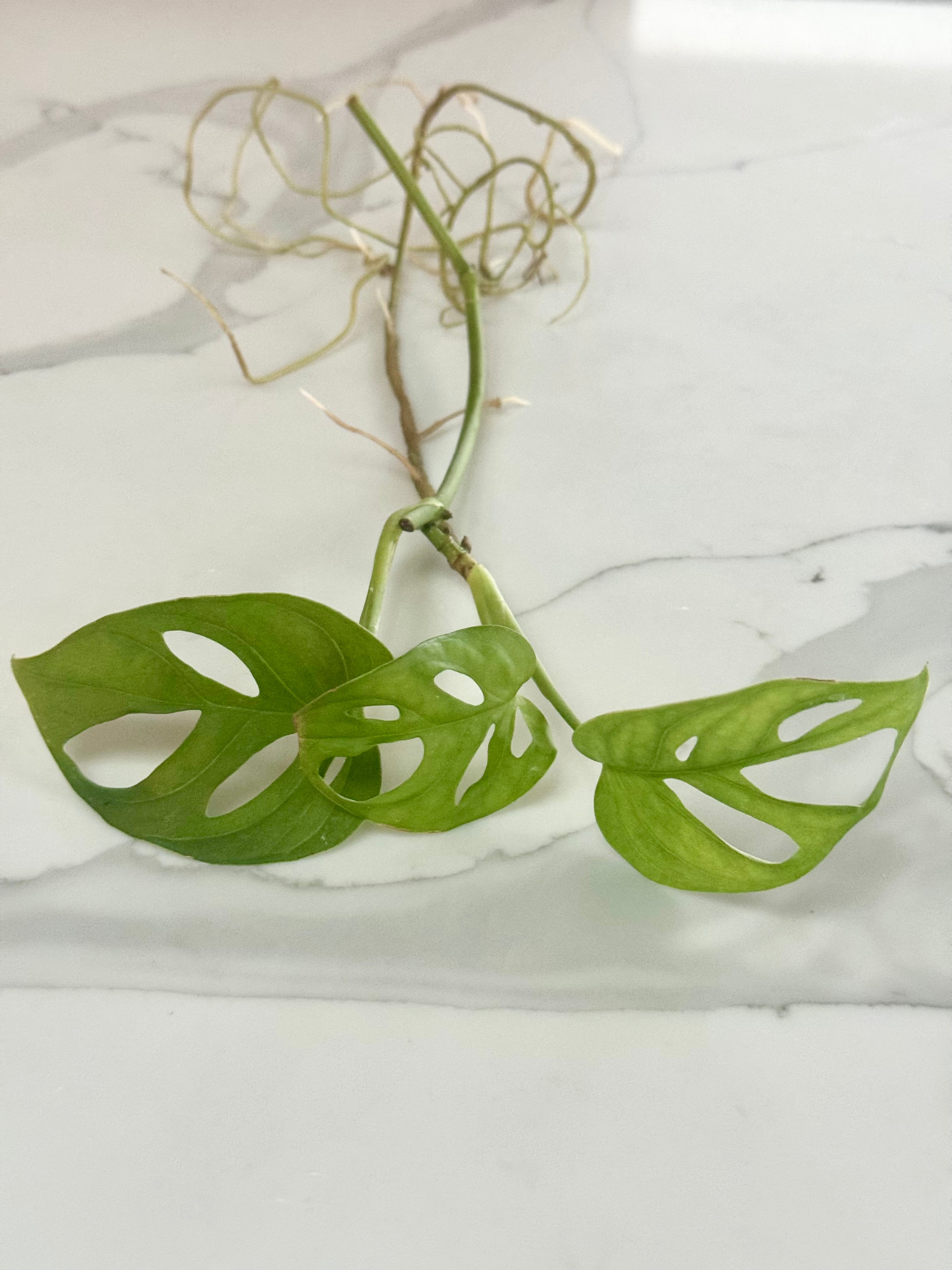 Monstera Adansonii Swiss Cheese