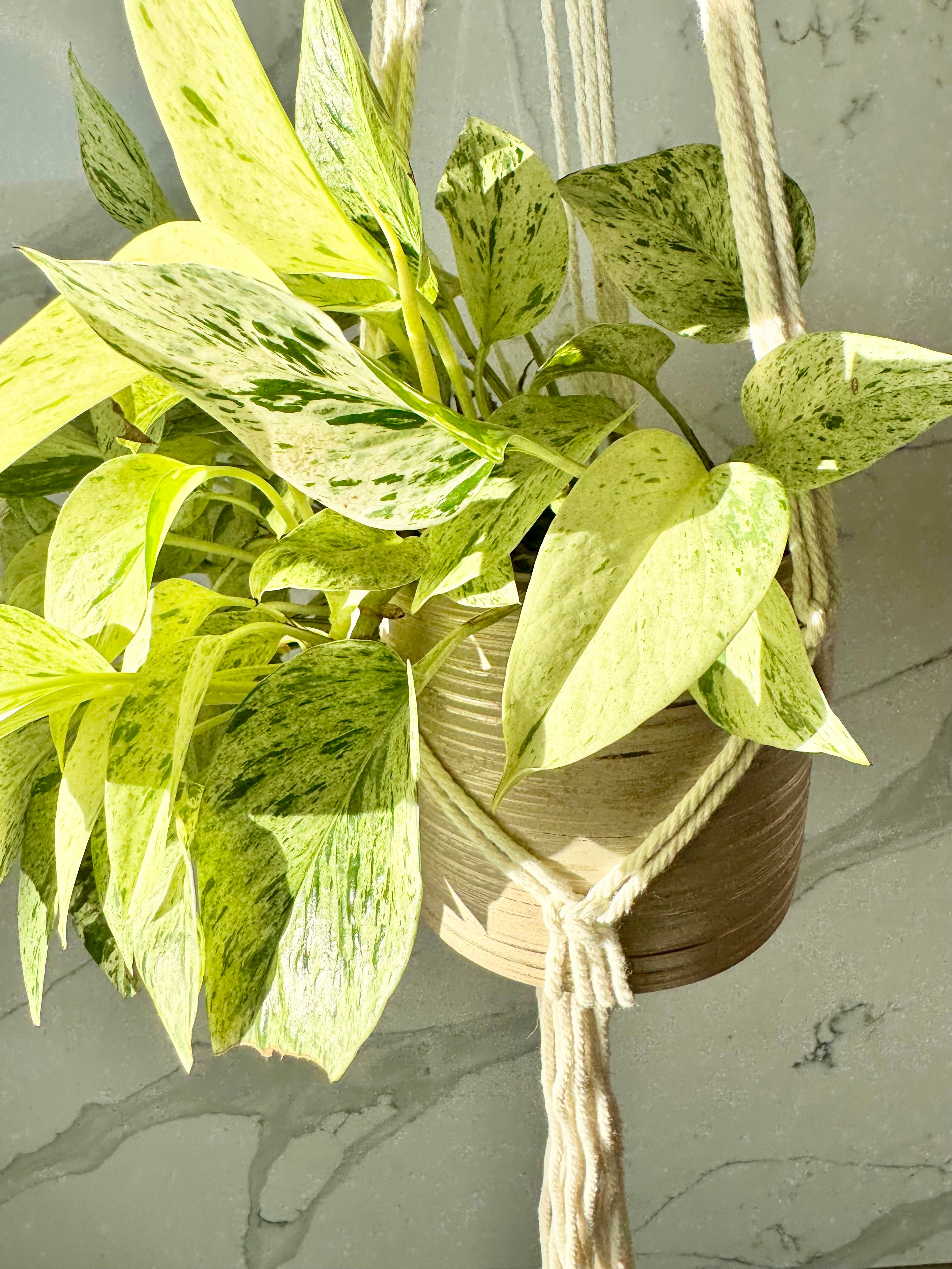 Boho Weave Macrame Plant Hanger