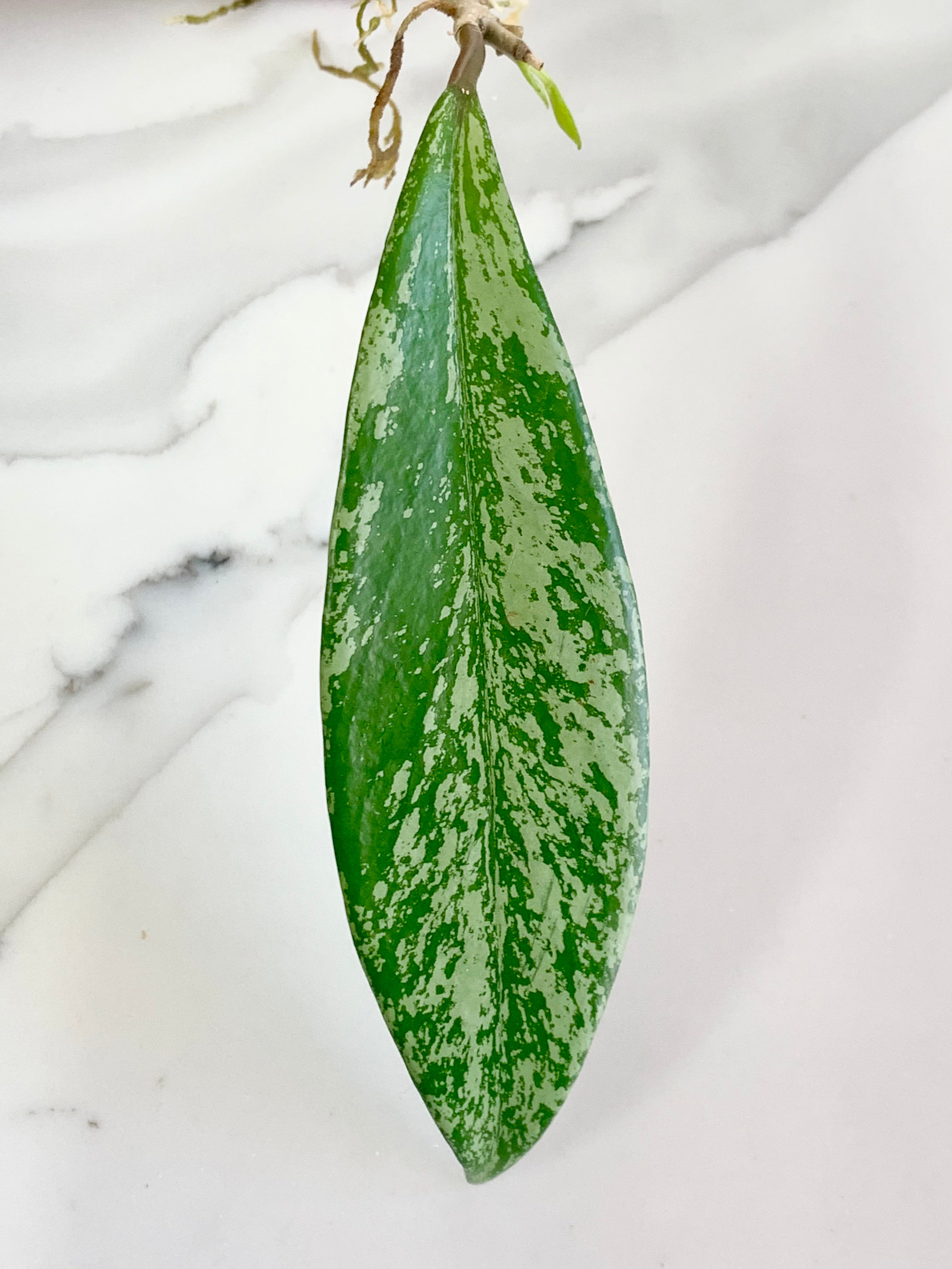 Hoya Pubicalyx Super Splash