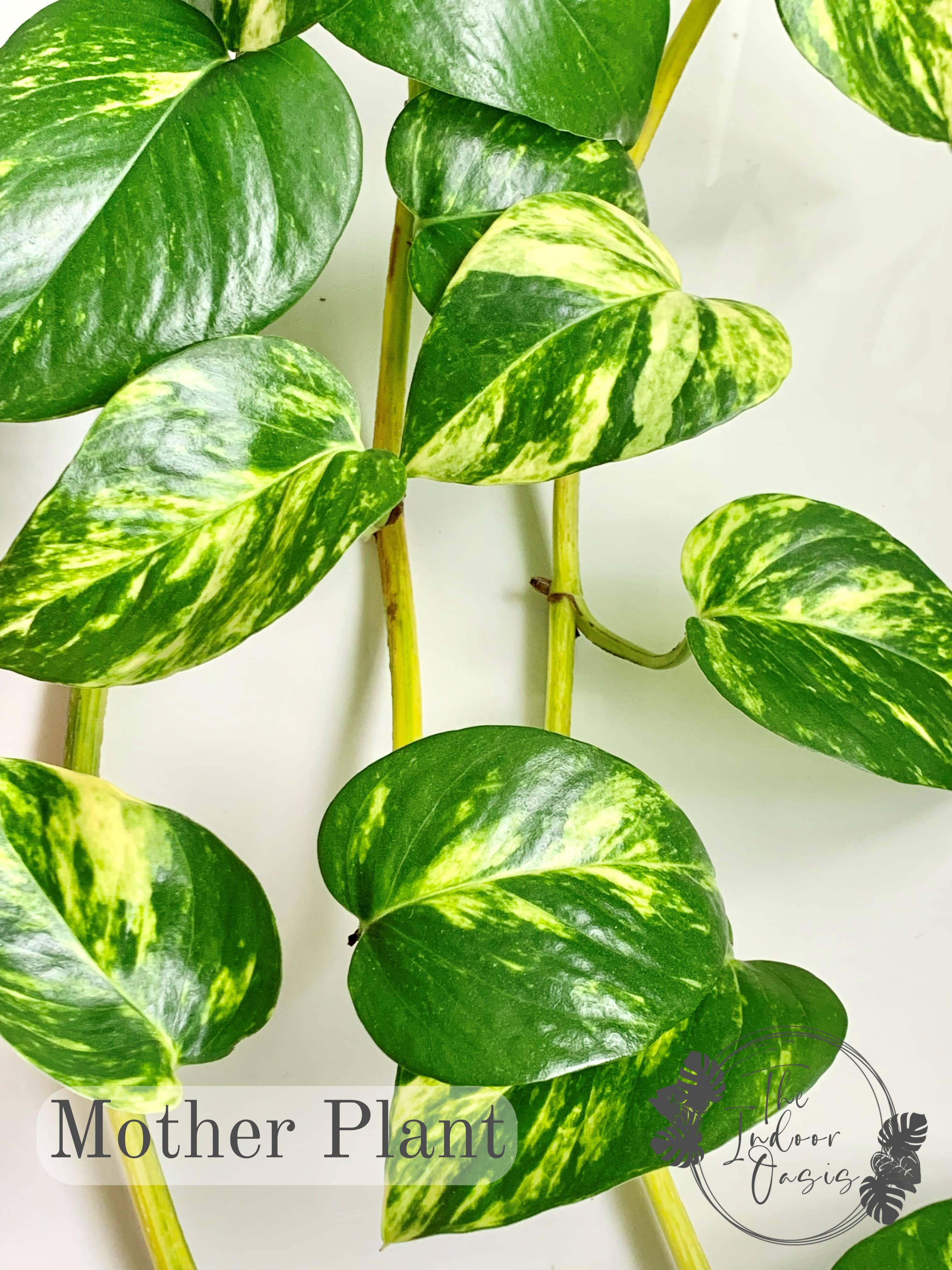 Golden Pothos Mother Plant The Indoor Oasis NZ