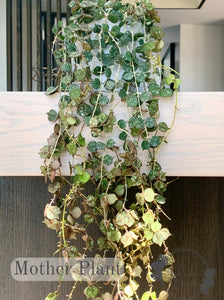 Hoya Curtisii Thailand IML 1160 H262 Mother Plant The Indoor Oasis NZ