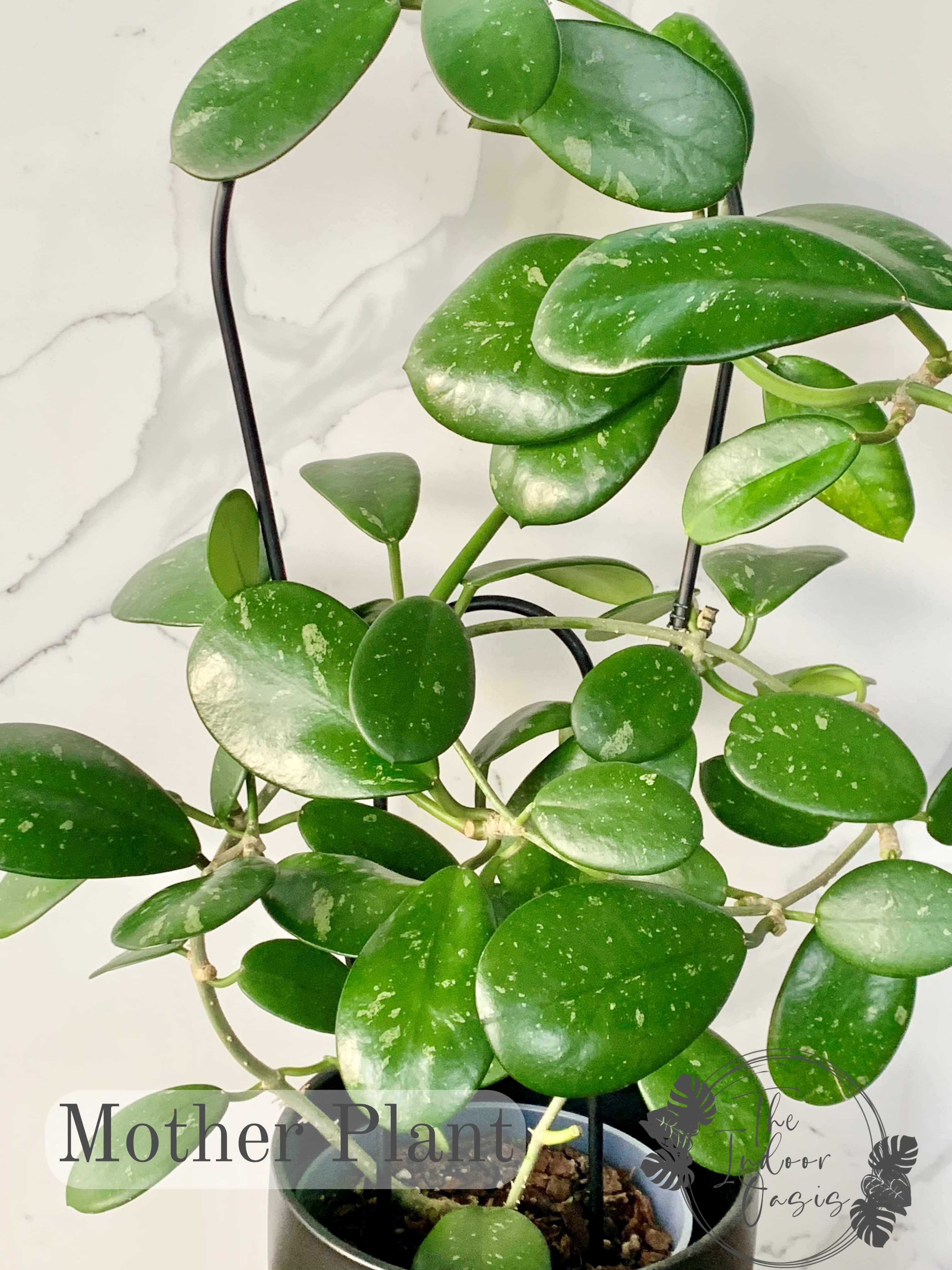 Hoya Diversifolia Mother Plant The Indoor Oasis NZ