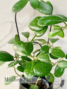 Hoya Diversifolia Mother Plant The Indoor Oasis NZ