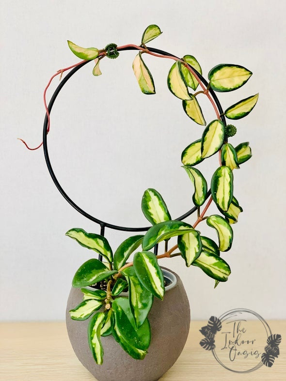 plant climbing frame indoor Round Metal Plant Trellis Black