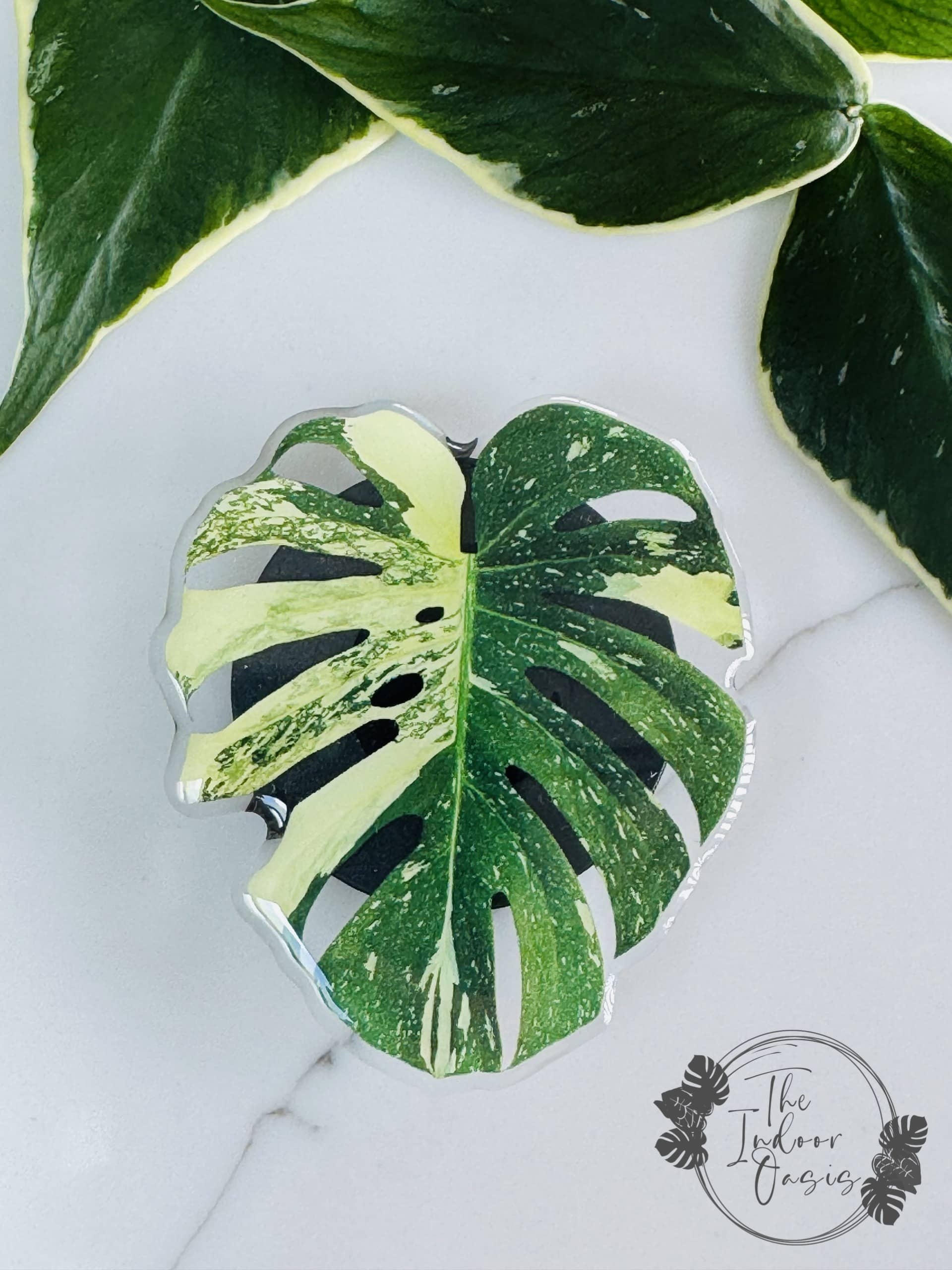 Leafy PopSocket Griptok Variegated Monstera Thai The Indoor Oasis NZ