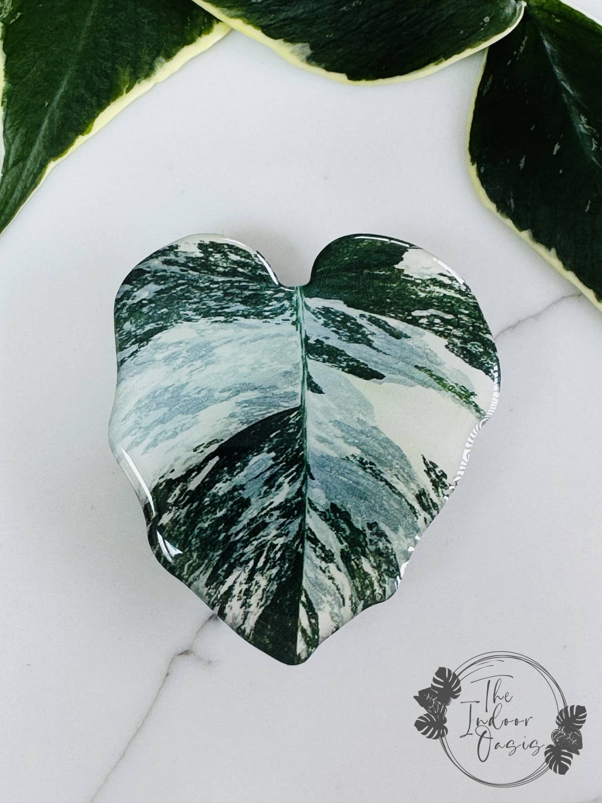 Leafy PopSocket Griptok Variegated Monstera TheIndoor Oasis NZ