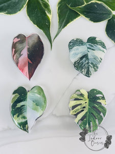Leafy PopSockets Griptoks TheIndoor Oasis NZ