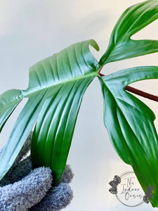 Microfibre Plant Cleaning Glove Holding Leaf The Indoor Oasis NZ