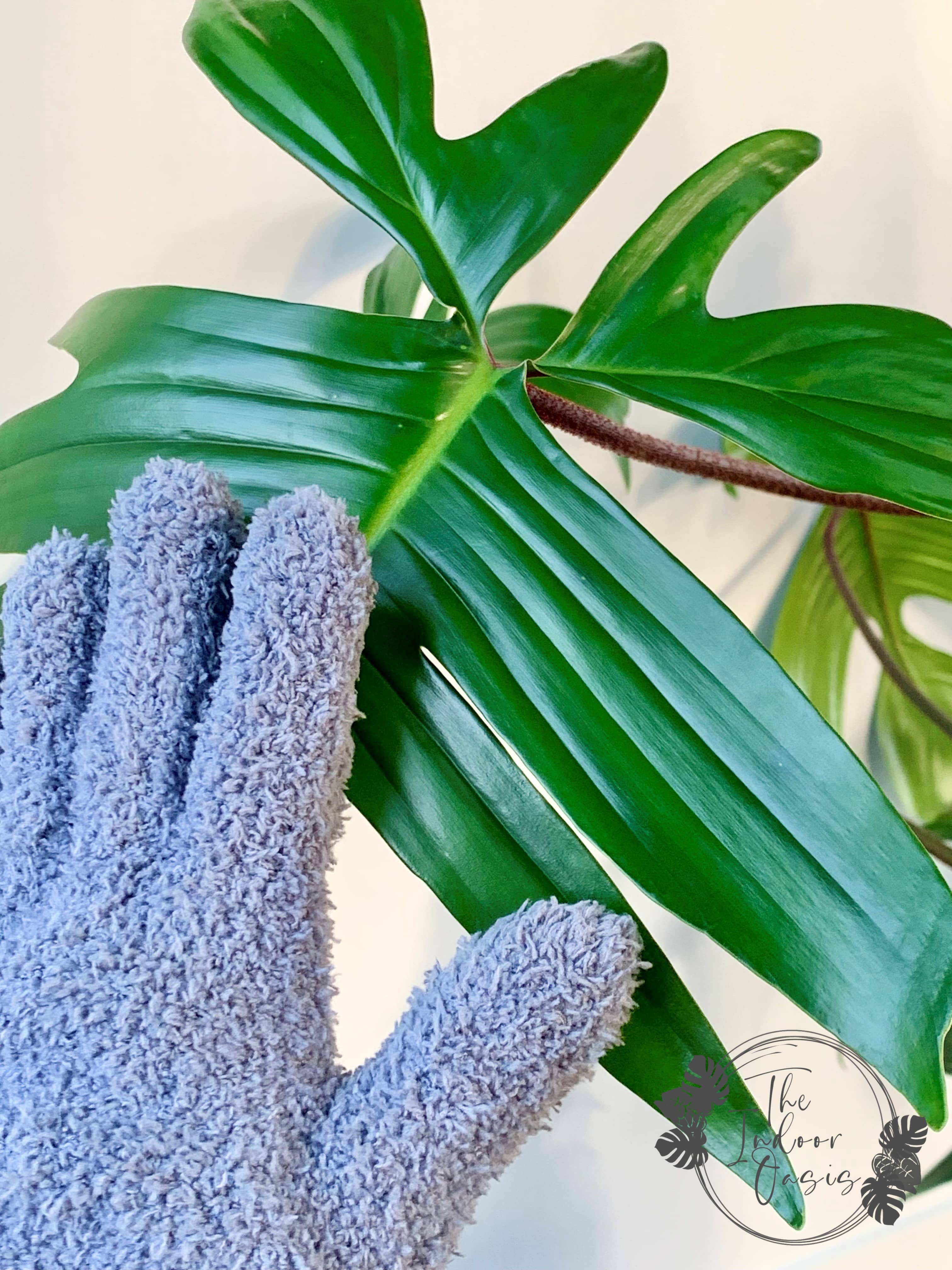 Grey Microfibre Plant Cleaning Gloves on Philodendron Leaf The Indoor Oasis NZ