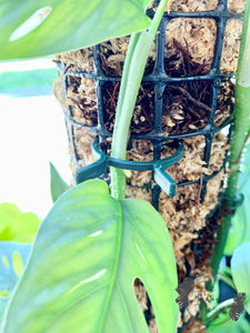 Moss Pole Clips on grow pole The Indoor Oasis NZ