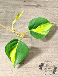 brasil philodendron nz Philodendron Brasil cutting – The Indoor Oasis NZ