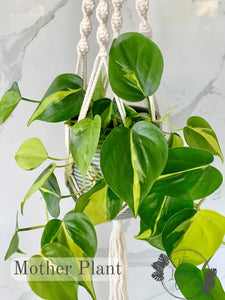 Philodendron Brasil Young Mother Plant The Indoor Oasis NZ