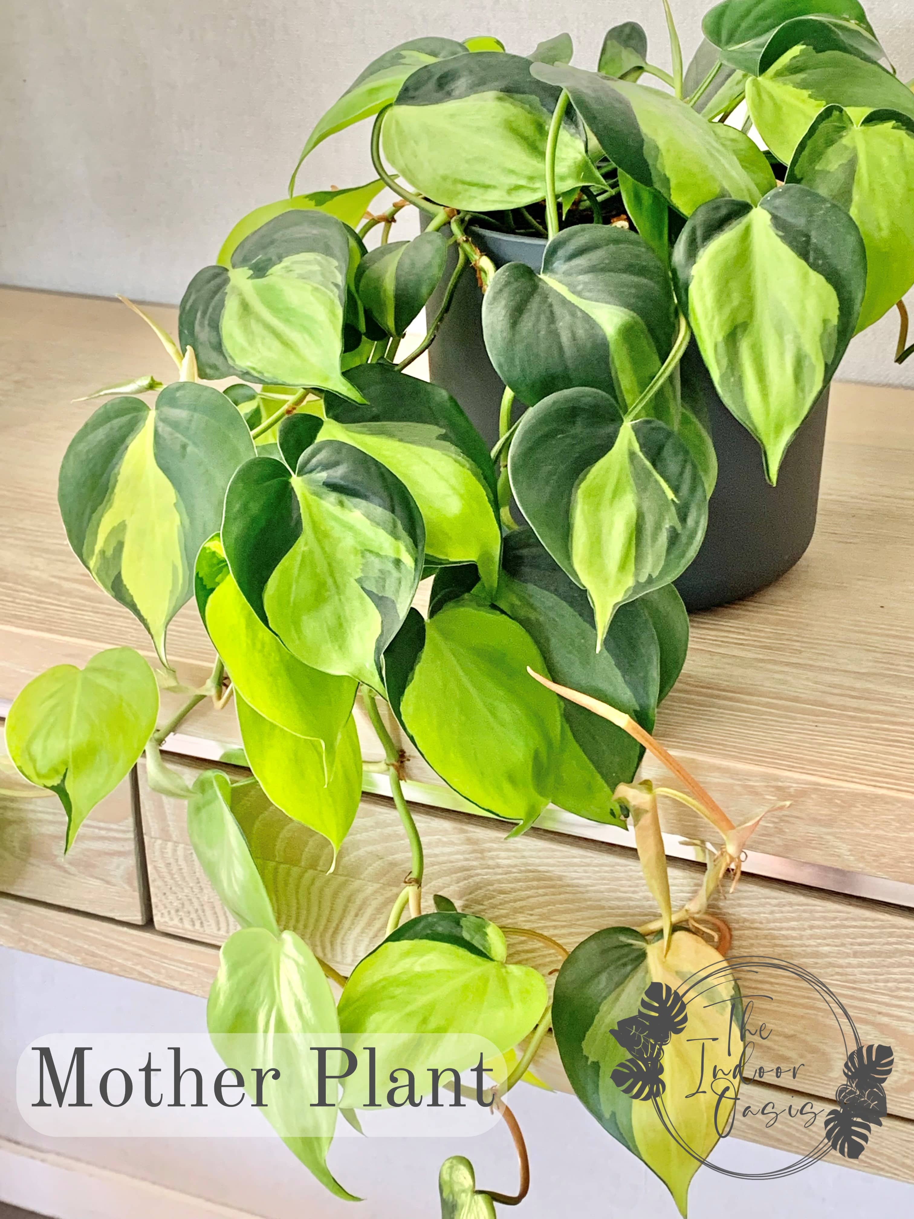 Philodendron Brasil Mature Mother Plant The Indoor Oasis NZ