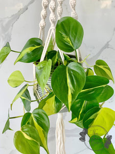 Philodendron Brasill in Twisted Macrame Plant Hanger The Indoor Oasis NZ