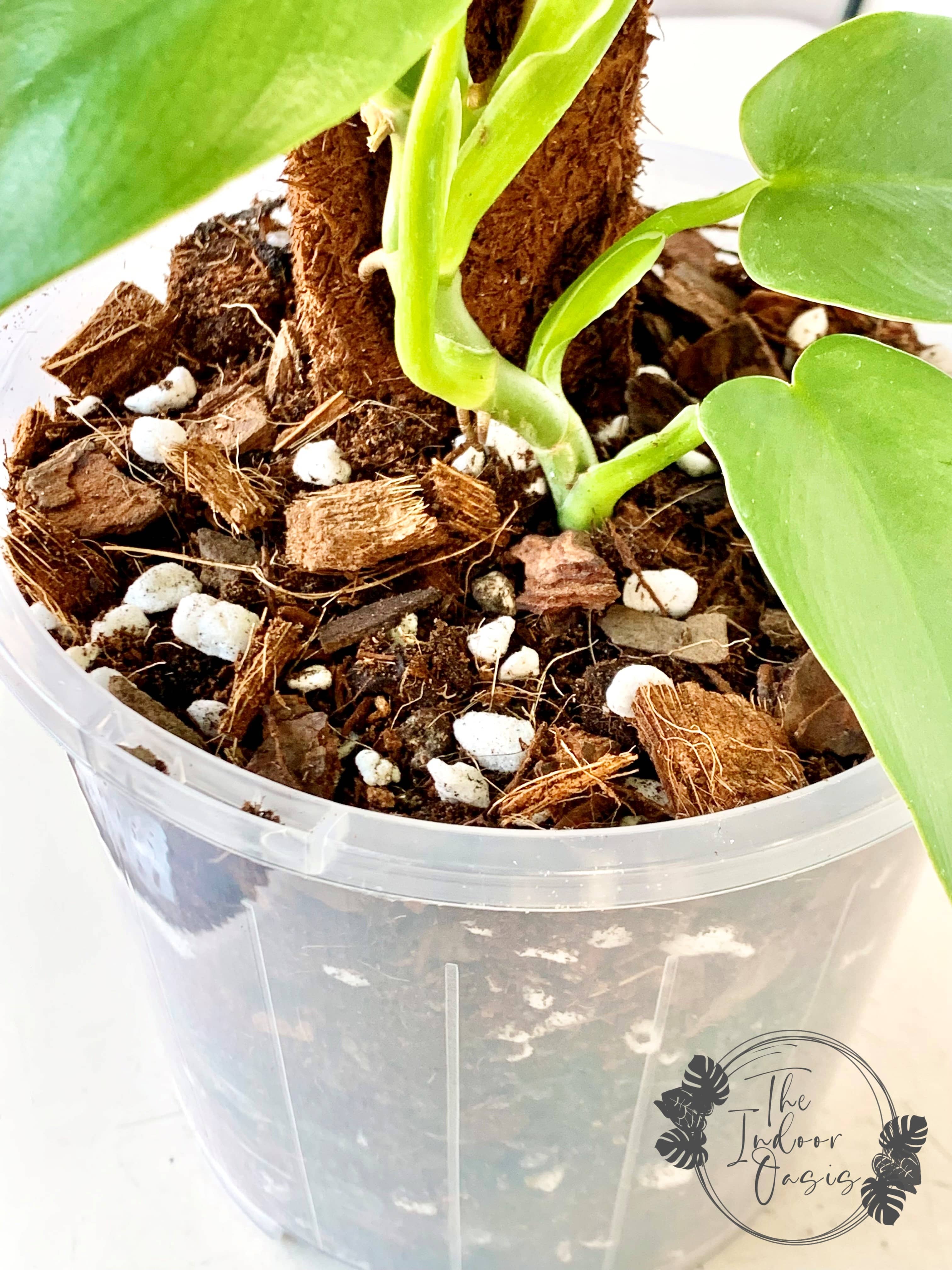 Philodendron growing in The Indoor Oasis Aroid & Hoya Potting Mix The Indoor Oasis NZ