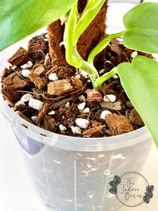 Philodendron growing in The Indoor Oasis Aroid & Hoya Potting Mix The Indoor Oasis NZ